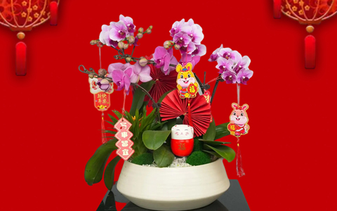 年花朵朵開 | 麗芳園林新春年桔和年花開啟預定